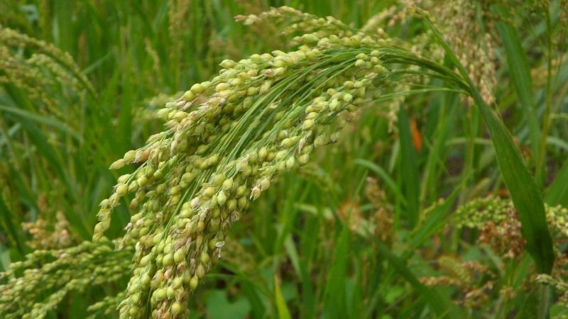De quelles céréales est fabriqué le millet et pourquoi est-il nécessaire