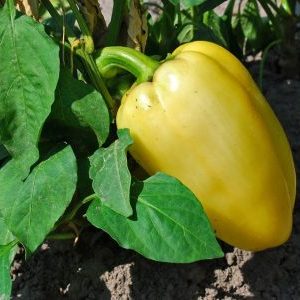 À quelle fréquence arroser les poivrons dans une serre: un guide sur un arrosage approprié pour des rendements élevés