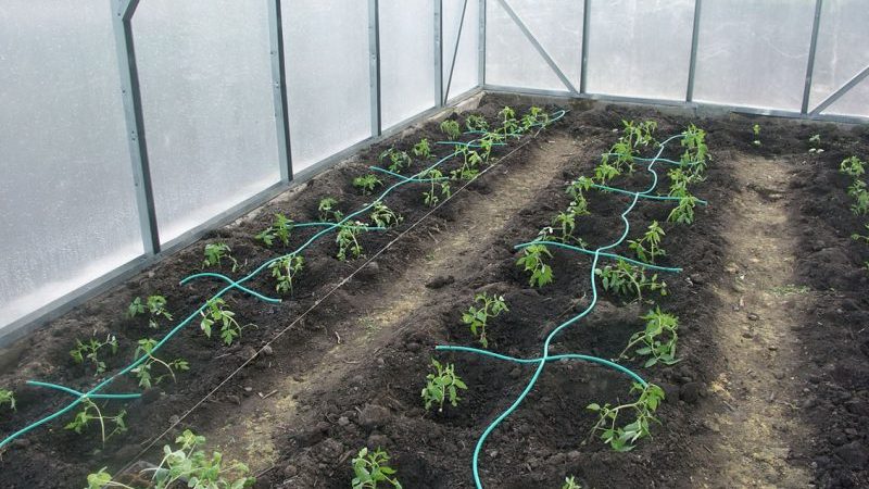 À quelle fréquence arroser les poivrons dans une serre: un guide sur un arrosage approprié pour des rendements élevés