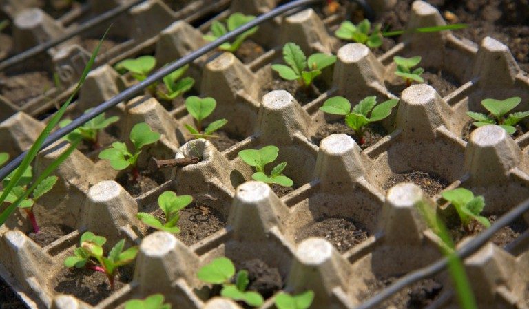 Comment faire pousser correctement des radis sur un rebord de fenêtre en hiver: instructions étape par étape et conseils utiles