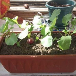 Comment faire pousser correctement des radis sur un rebord de fenêtre en hiver: instructions étape par étape et conseils utiles