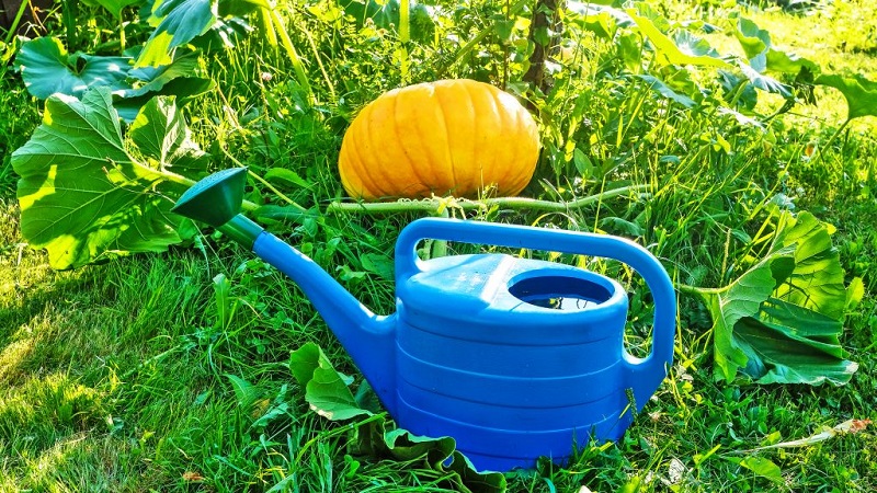 Comment arroser une citrouille à l'extérieur: instructions étape par étape pour les jardiniers novices