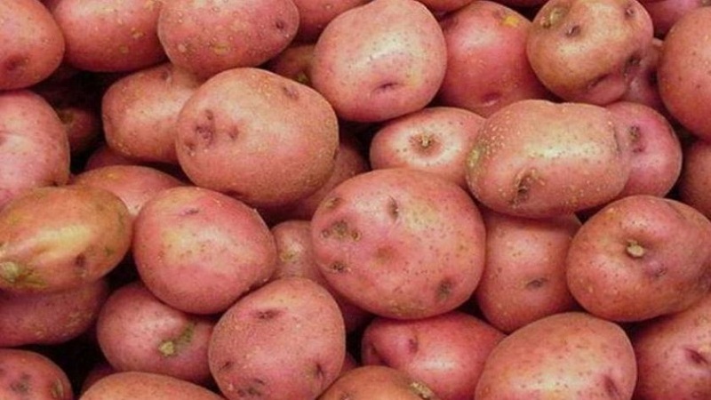 Pomme de terre de table Romano mi-précoce d'éleveurs hollandais