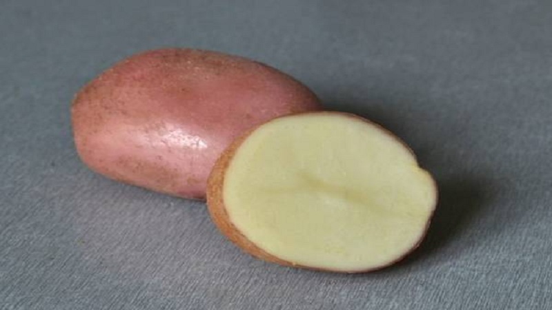 Variété de table mi-précoce de pommes de terre Romano d'éleveurs néerlandais