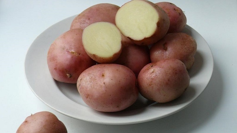 Pomme de terre Romano mi-précoce des éleveurs néerlandais