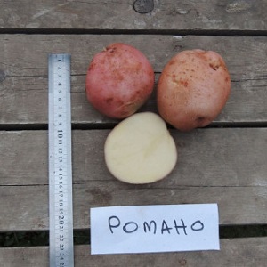 Pomme de terre Romano mi-précoce des éleveurs néerlandais