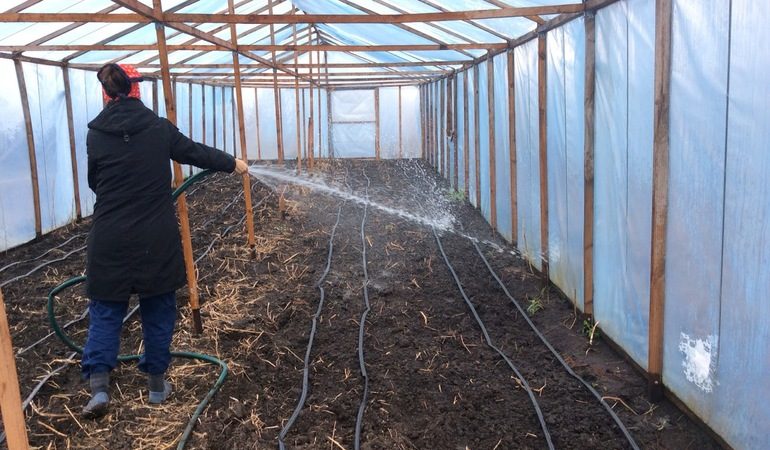 Pourquoi les concombres ne poussent pas dans une serre et comment traiter efficacement ce problème