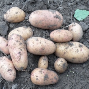 Variété de pommes de terre de table précoce Tiras de sélection ukrainienne