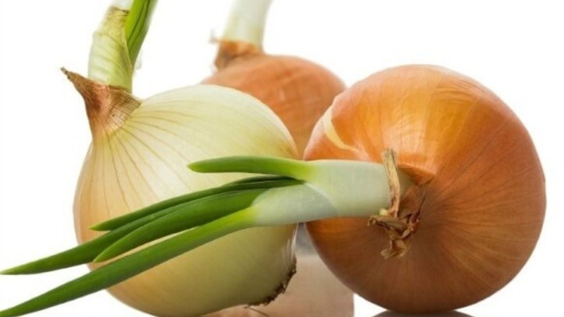 Oignon Shetan à haut rendement pour un stockage à long terme