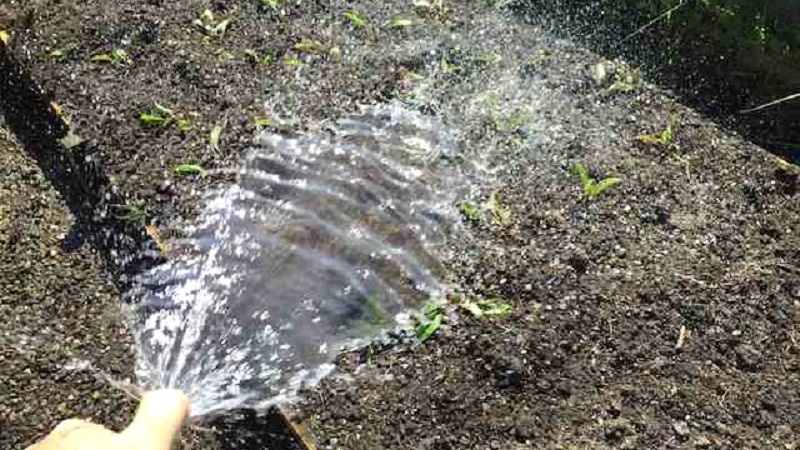 Règles et nuances d'arrosage des betteraves: un guide étape par étape pour les maraîchers débutants