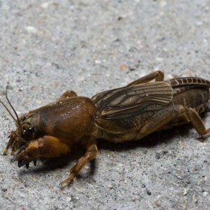 Sauver la récolte des invités non invités: comment savoir qui ronge les betteraves dans le jardin et vaincre le ravageur rapidement et facilement