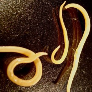 Sauver la récolte des invités non invités: comment savoir qui ronge les betteraves dans le jardin et vaincre le ravageur rapidement et facilement