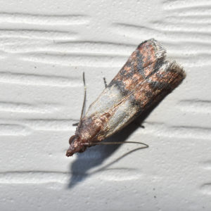 Sauver la récolte des invités non invités: comment savoir qui ronge les betteraves dans le jardin et vaincre le ravageur rapidement et facilement