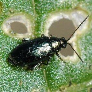 Sauver la récolte des invités non invités: comment savoir qui ronge les betteraves dans le jardin et vaincre le ravageur rapidement et facilement