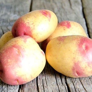 Pomme de terre Picasso unique et savoureuse de Hollande