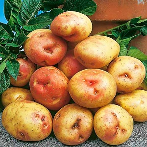 Pomme de terre Picasso unique et savoureuse de Hollande