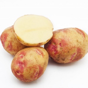 Pomme de terre Picasso unique et savoureuse de Hollande