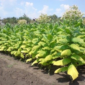 Un guide étape par étape sur la culture du tabac Virginia 202