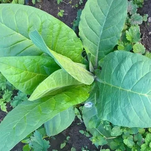 Un guide étape par étape sur la culture du tabac Virginia 202