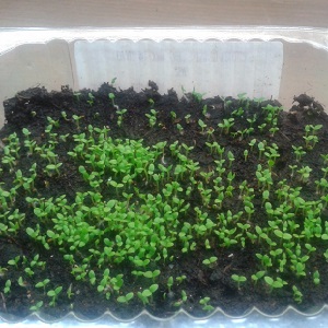 Un guide étape par étape sur la culture du tabac Virginia 202