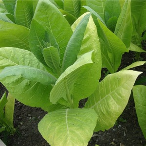 Un guide étape par étape sur la culture du tabac Virginia 202