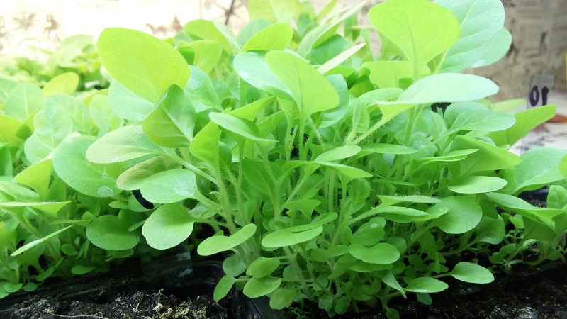 Un guide étape par étape sur la culture du tabac Virginia 202