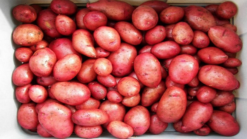 Une variété de pomme de terre sans prétention Crimean Rose pour la culture dans les climats chauds