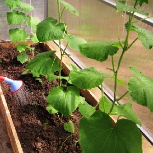 Comment arroser les concombres dans une serre en polycarbonate: instructions et règles de base