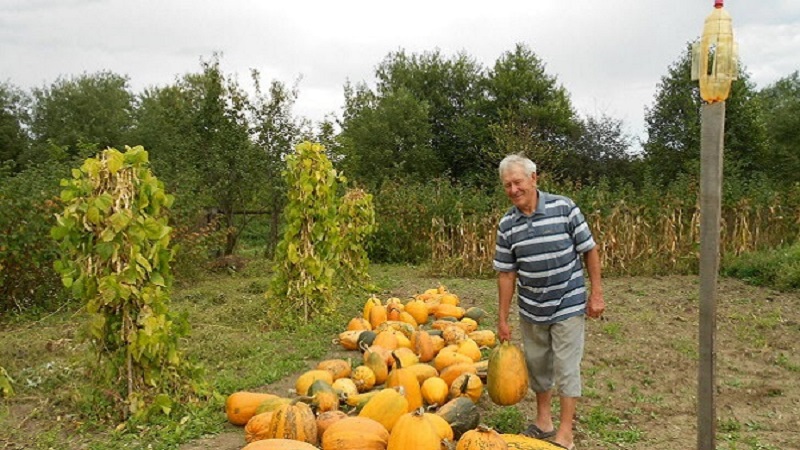 Récolter à temps: quand récolter la citrouille et comment déterminer sa maturité au jardin