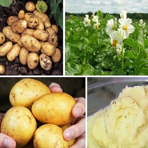 Variété de pomme de terre Adretta de sélectionneurs allemands