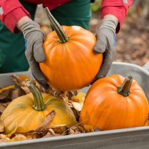 Comment conserver la citrouille coupée à la maison: les meilleures façons et la durée de conservation d'un légume frais