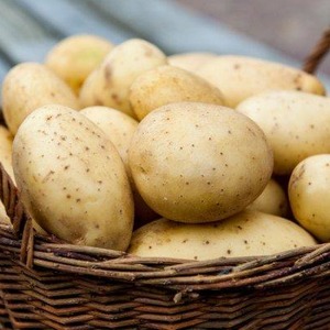 Soin sans prétention et variété de pomme de terre à haut rendement Agata