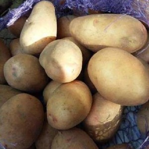 Soin sans prétention et variété de pomme de terre à haut rendement Agata