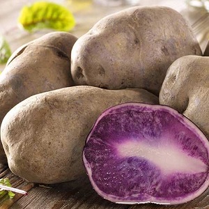 Variété de pomme de terre de table mi-précoce Gourmet Purple