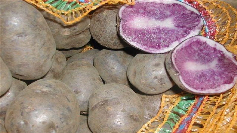 Variété de pomme de terre de table mi-précoce Gourmet Purple