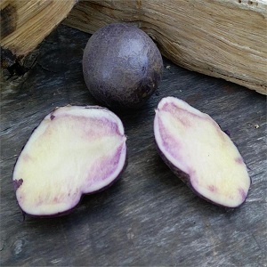 Variété de pomme de terre de table mi-précoce Gourmet Purple