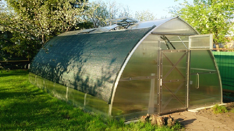 Nous déterminons ce qu'il faut faire si les tomates brûlent dans la serre - comment sauver votre récolte