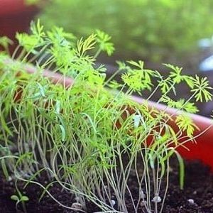 Que faire si l'aneth pousse mal et pourquoi un tel problème pourrait survenir