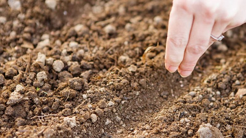 Que faire si l'aneth pousse mal et pourquoi un tel problème pourrait survenir