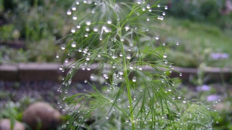 Que faire si l'aneth pousse mal et pourquoi un tel problème pourrait survenir