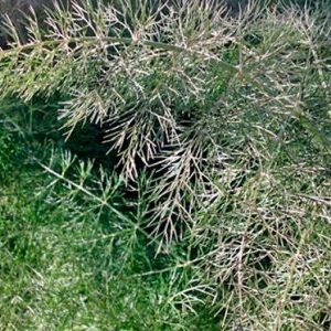 Que faire si l'aneth pousse mal et pourquoi un tel problème pourrait survenir