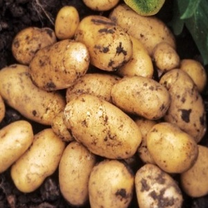 Variété de pommes de terre Impala populaire et toujours productive des sélectionneurs néerlandais