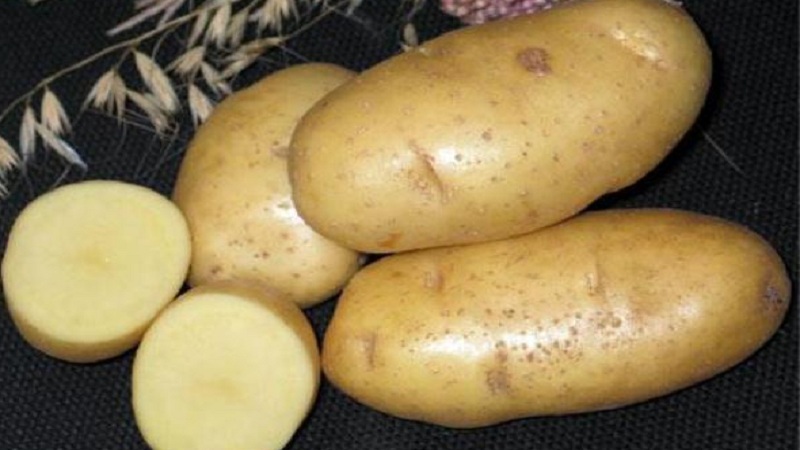 Variété de pommes de terre Impala populaire et toujours productive des sélectionneurs néerlandais