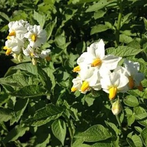 Variété de pommes de terre Impala populaire et toujours productive des sélectionneurs néerlandais