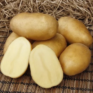 Variété de pommes de terre Impala populaire et toujours productive des sélectionneurs néerlandais