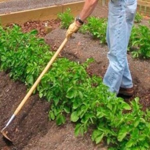 Variété de pomme de terre résistante à la sécheresse et sans prétention Meteor: description et caractéristiques