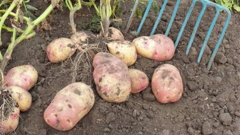 Ancienne et adorée des agriculteurs, légendaire variété de pomme de terre américaine