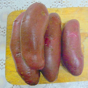 Ancienne et adorée des agriculteurs, la légendaire variété de pomme de terre américaine