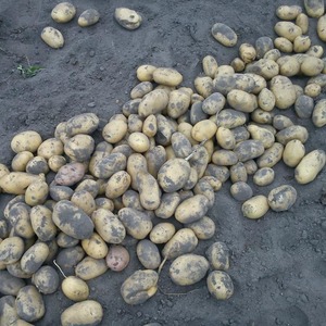 Variété de pomme de terre résistante à la sécheresse et productive Labadia: description et caractéristiques