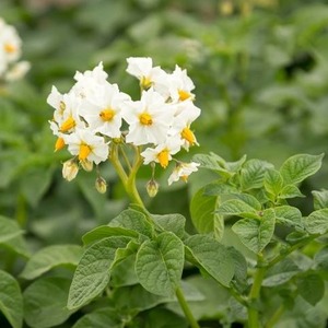 Variété de pomme de terre résistante à la sécheresse et productive Labadia: description et caractéristiques